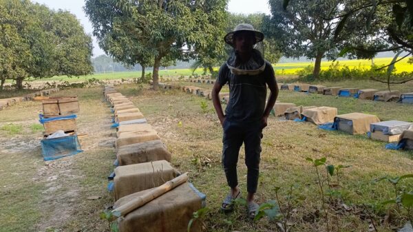 নওগাঁয় সরিষা ফুল থেকে ৪ কোটি টাকার মধু আহরণের প্রত্যাশা