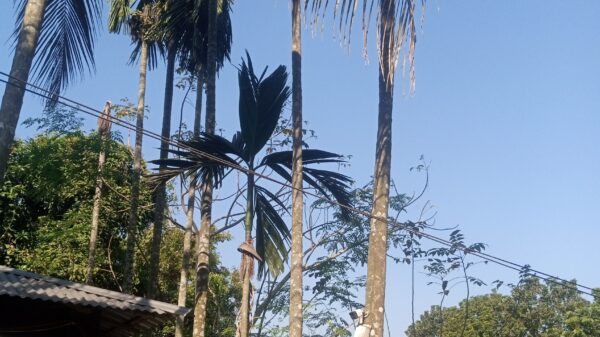 এক সারি সুপারি গাছ ॥ চাঁপাইনবাবগঞ্জের গ্রামীণ জীবনের নিঃশব্দ সৌন্দর্য