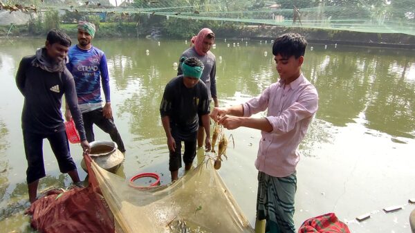 প্রথমবারের মতো নওগাঁর পুকুরে মিশ্র পদ্ধতিতে চাষ হচ্ছে গলদা চিংড়ি