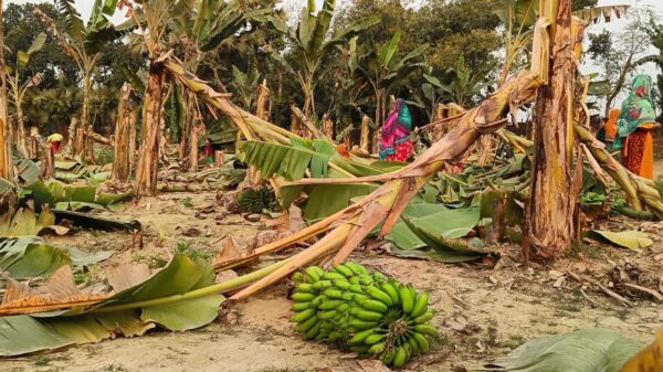 নওগাঁয় রাতের আঁধারে ধ্বংস কৃষকের স্বপ্ন ॥ তিন শত কলা গাছ নিধন