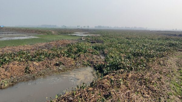 রক্তদহ বিল পুন:খননে প্রতিবছর অতিরিক্ত উৎপাদন হবে ১৭০ কোটি টাকা মূল্যের ফসল