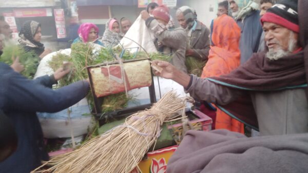 শীতে মাঠে ঘাস কম-চাঁপাইনবাবগঞ্জে গরু-ছাগলের খাবার নিয়ে কাড়াকাড়ি
