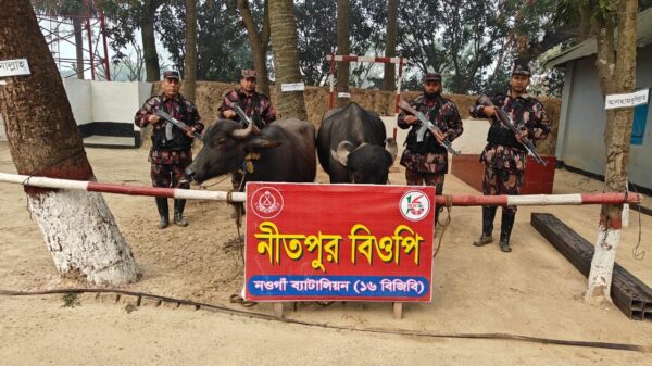 নিতপুর সীমান্তে মালিকবিহীন ভারতীয় মহিষ আটক