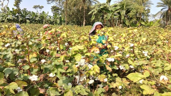 রাজশাহীতে তুলা চাষে আগ্রহ বাড়ছে কৃষকদের