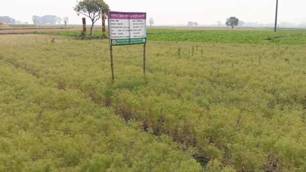 গোদাগাড়ীতে জিরা চাষে কৃষকের হাঁসি ॥ সফলতার আশা