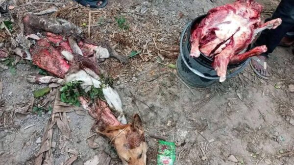 ধামইরহাটে খাসি বলে বিক্রয় করা হচ্ছিল কুকুরের মাংস