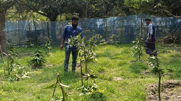 চাঁপাইনবাবগঞ্জে রাতের আঁধারে শতাধিক আমগাছ কেটে ফেলার অভিযোগ