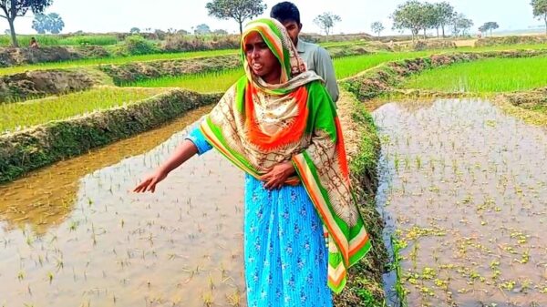 পোরশায় নারী কৃষকের রোপিত বোরো ধান কীটনাশক দিয়ে বিনষ্ট ॥ ইউএনও কাছে আবেদন