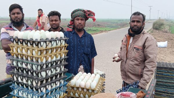 সিংড়ায় ডিমের দাম কমে যাওয়ায় লোকশানে হাঁস খামারীরা
