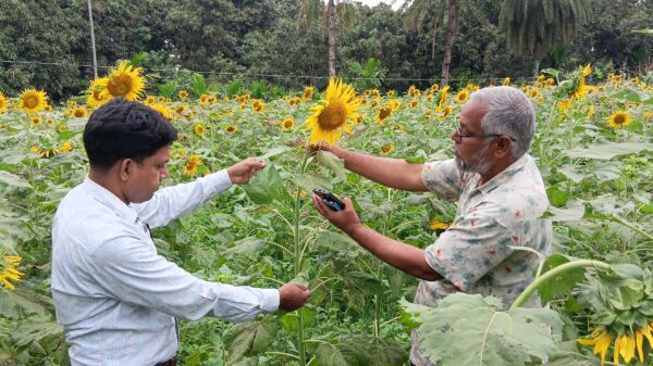 সূর্যমুখী চাষে লাভের স্বপ্ন দেখছেন সিংড়ার জাকির