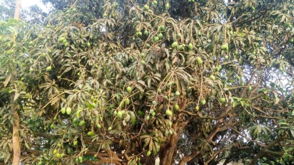 সবুজ স্বপ্নে ঝুলছে সোনা ॥ চাঁপাইনবাবগঞ্জের আমে নতুন আশার বার্তা