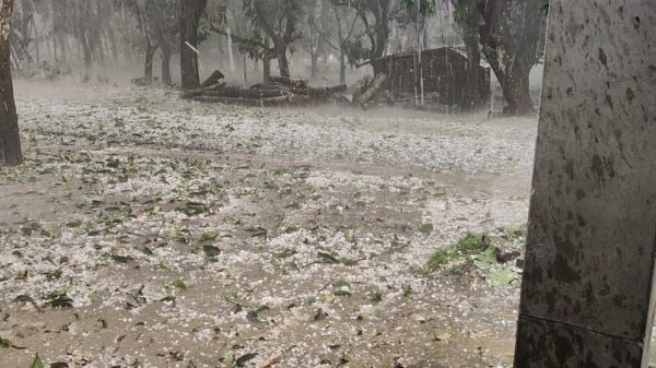 চাঁপাইনবাবগঞ্জে শিলাবৃষ্টিতে আমসহ ফসলের ব্যাপক ক্ষতি